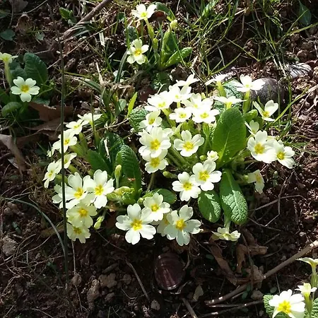 Le Primule * Peveragno